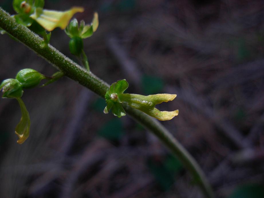 Neottia ovata